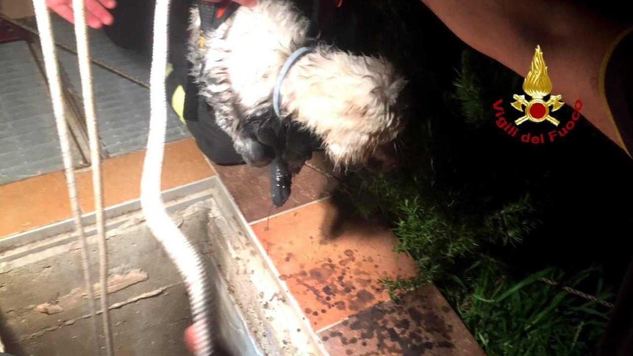 I vigili del fuoco salvano un cagnolino finito nella rete di scolo