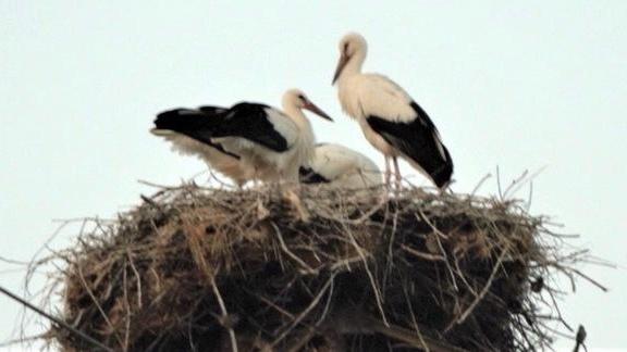 Coppia di cicogne nidifica nel Monte Acuto: nati 4 pulli