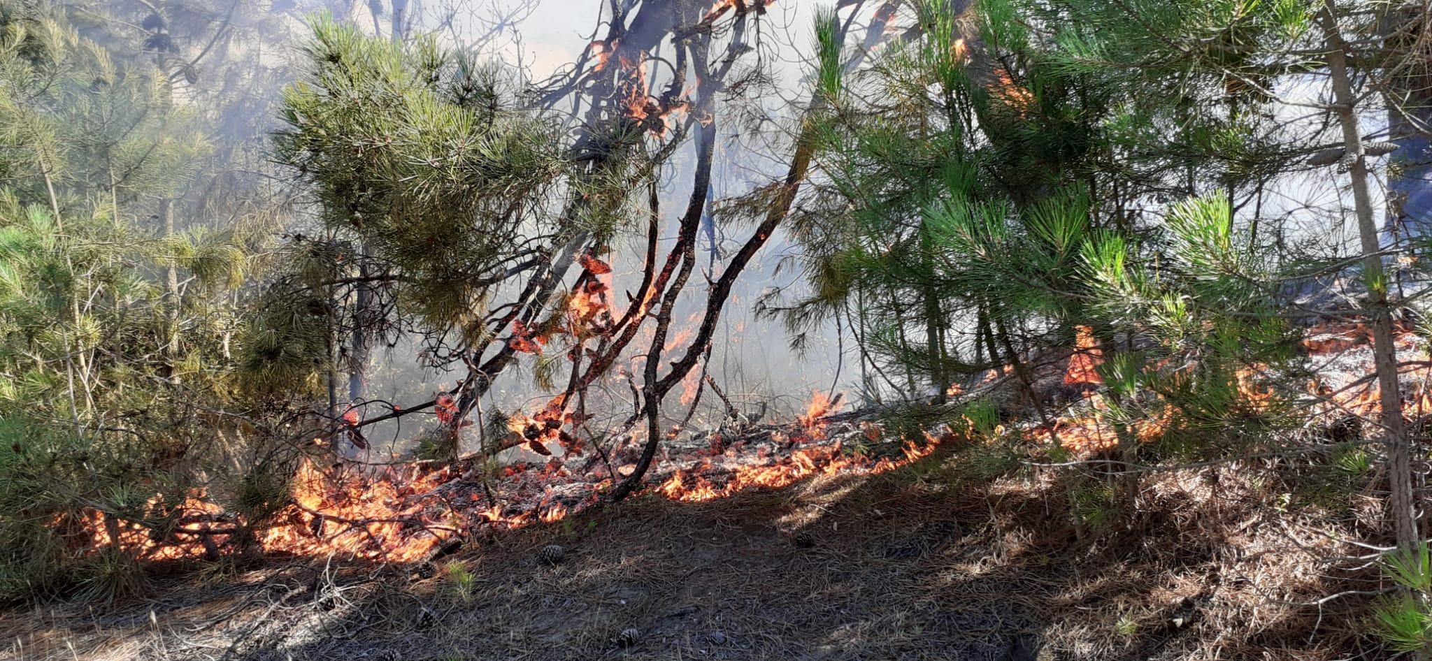 Le fiamme nella pineta a Marina di Bibbona