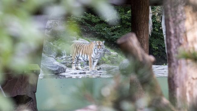 Svizzera: donna uccisa da una tigre allo zoo di Zurigo