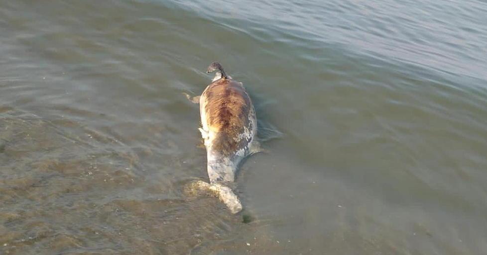 Delfino morto sulla spiaggia