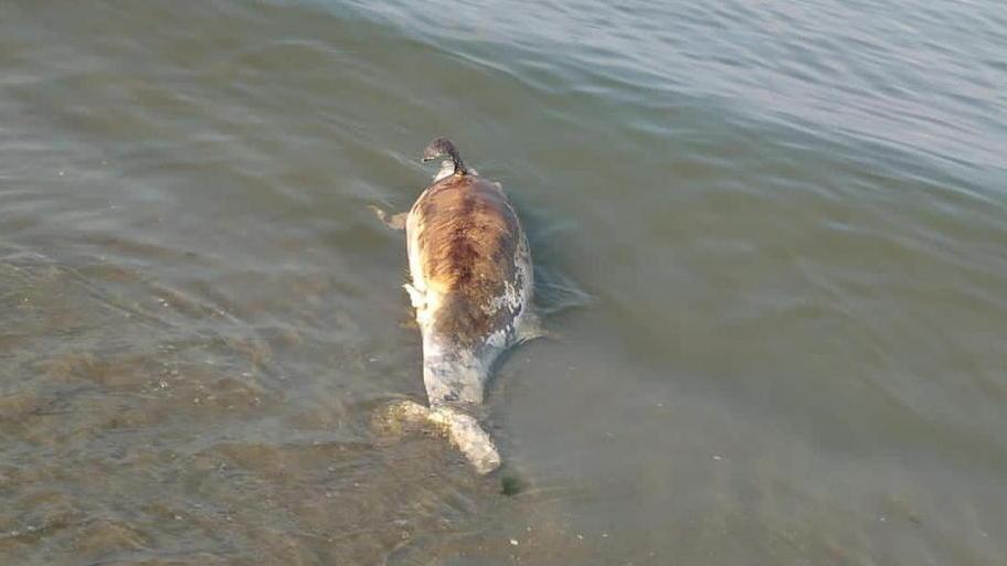 Delfino morto sulla spiaggia