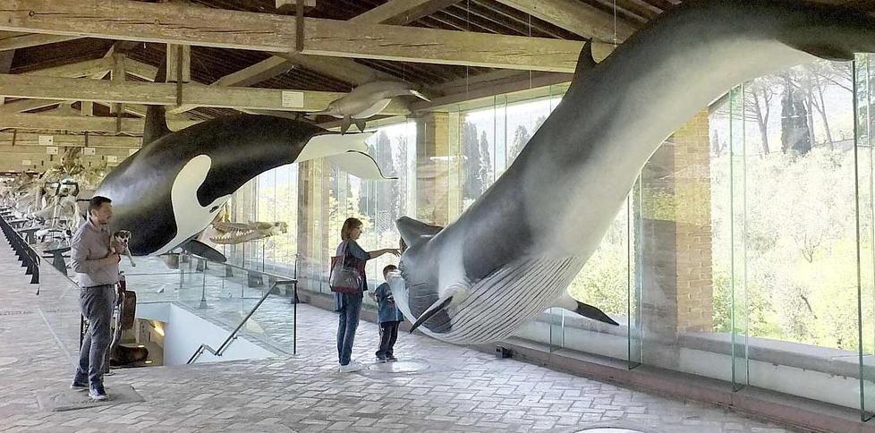 Contributi regionali il Museo di Storia Naturale è in vetta