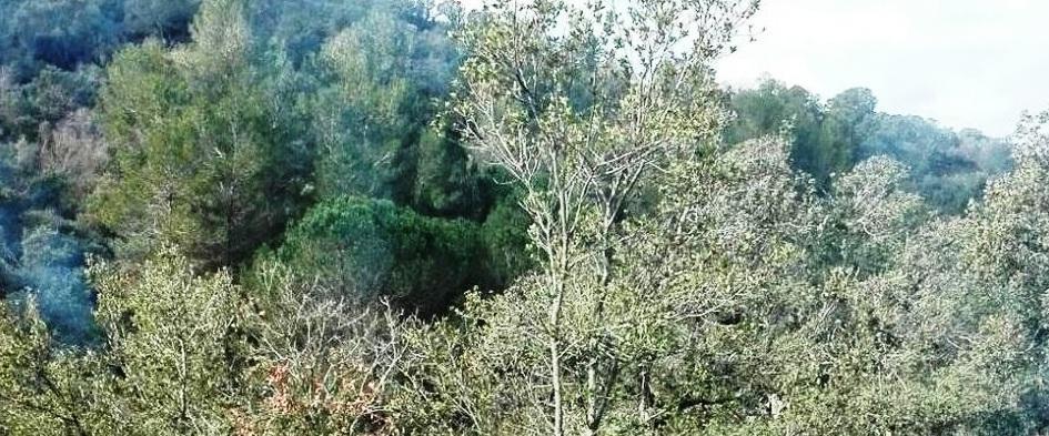 Grido d’allarme dei forestali «Non chiudete i cantieri»