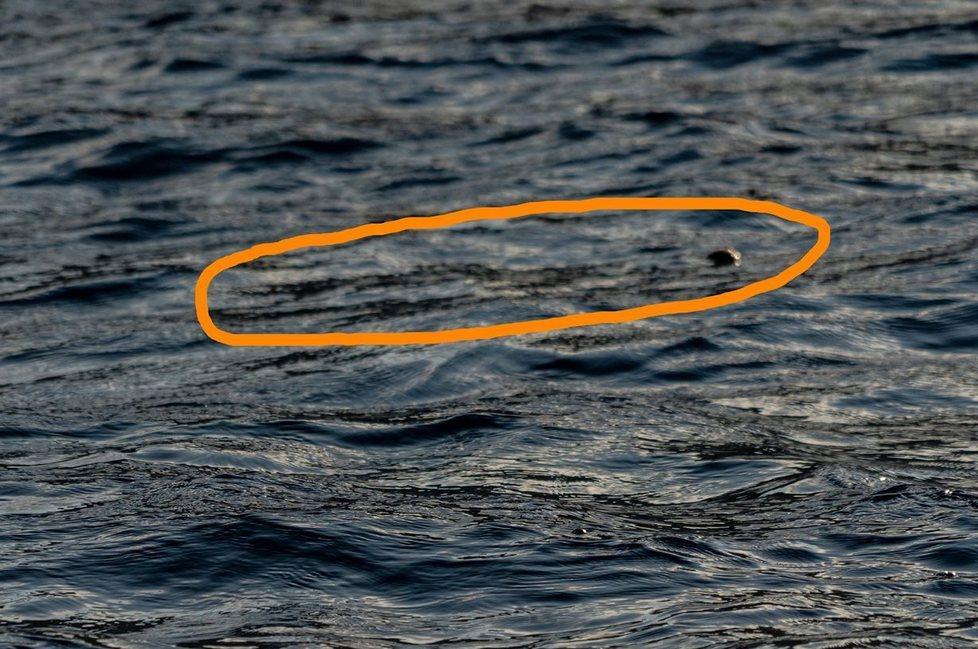 Tracce Della Foca Monaca Nella Grotta Dell isola Il Ritorno A Capraia 