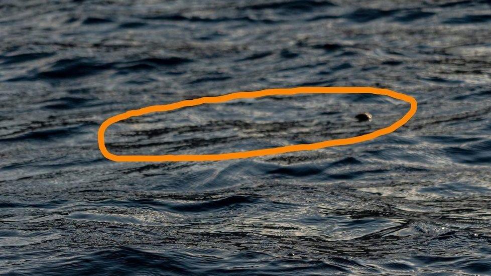 Tracce della foca monaca nella grotta dell'isola, il ritorno a Capraia adesso è realtà