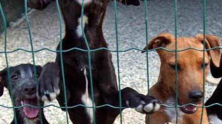 Canile, gestione alla Caleidos
