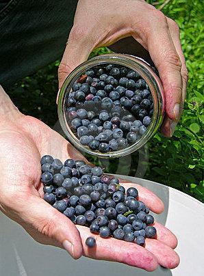 Mirtilli, more e lamponi la frutticoltura si fa “smart” 