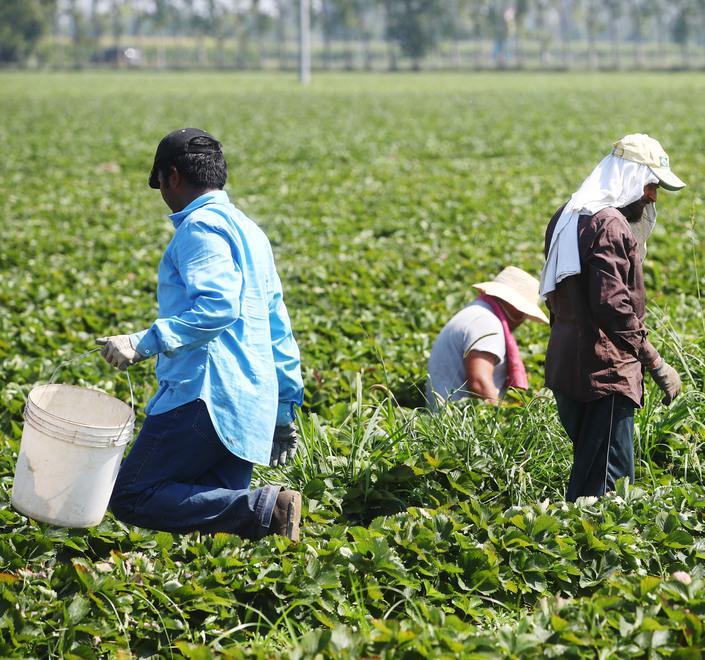 Taglio del costo del lavoro Coldiretti: accolte le richieste 