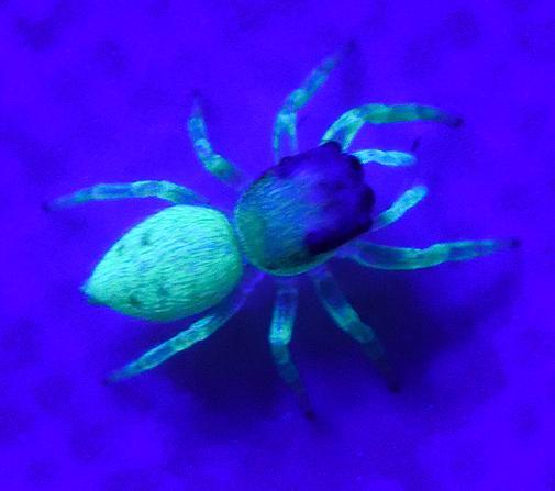 Scoperta ad Alghero una specie di ragno che brilla di notte