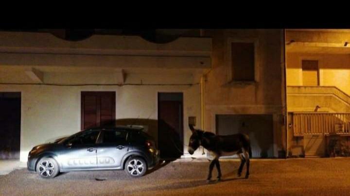 L'asino legato nottetempo davanti alla casa del parroco