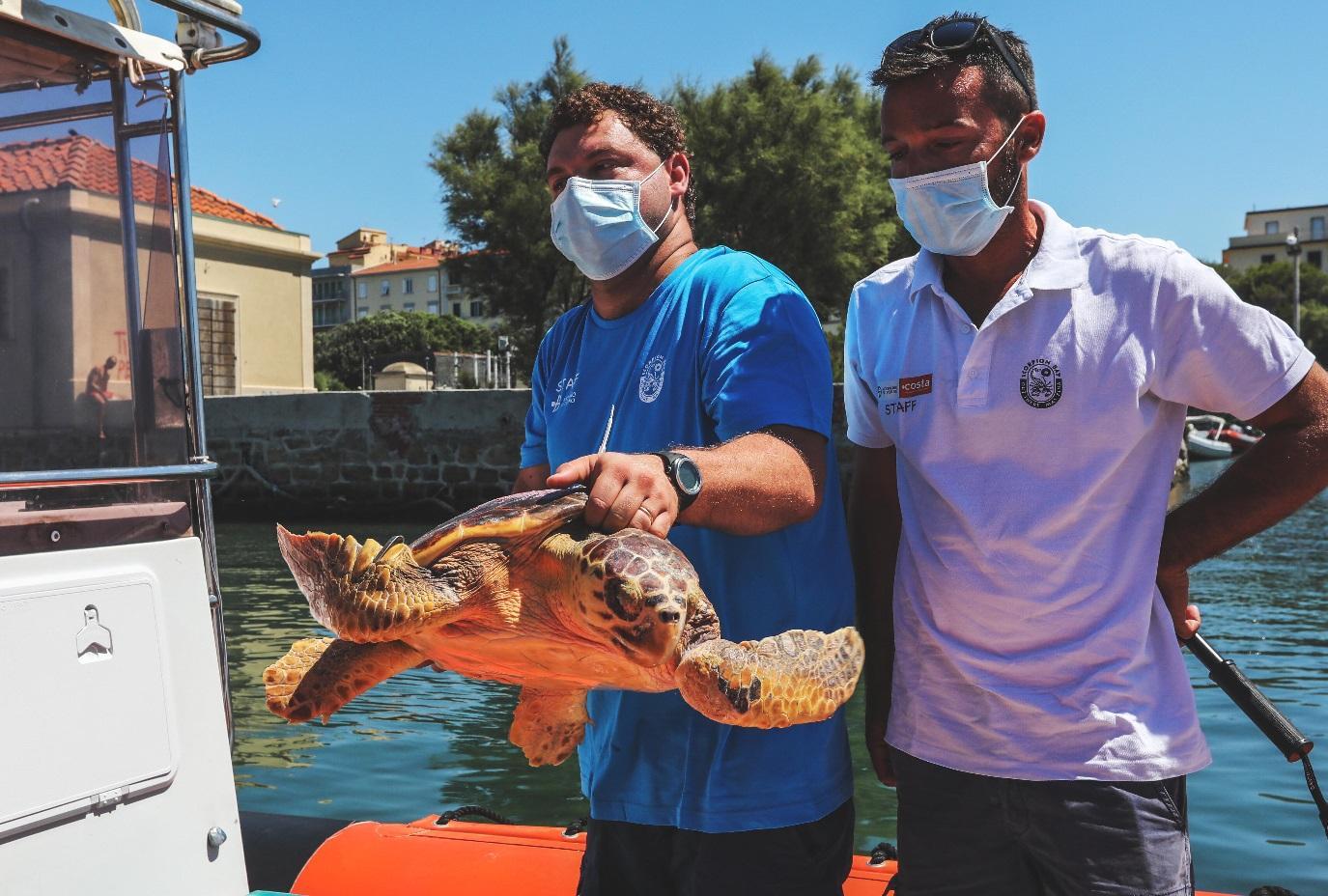 La tartaruga caretta caretta appena prima della liberazione in mare