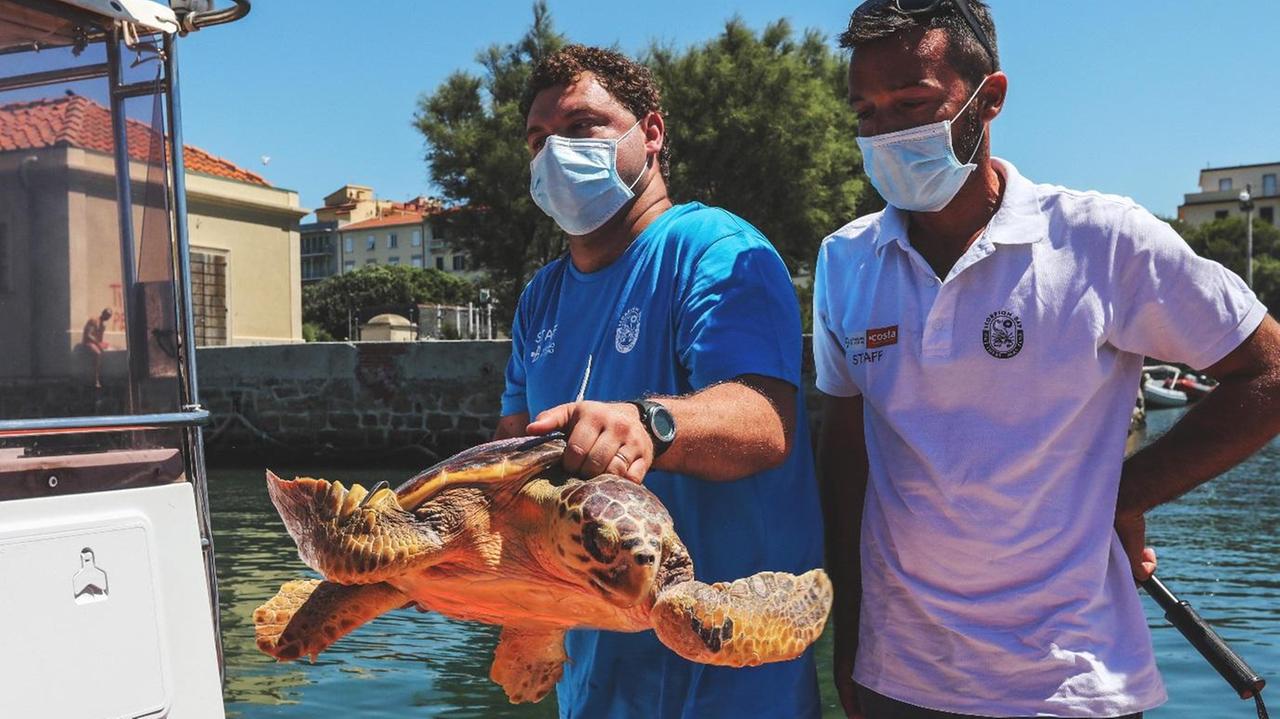 La tartaruga caretta caretta appena prima della liberazione in mare