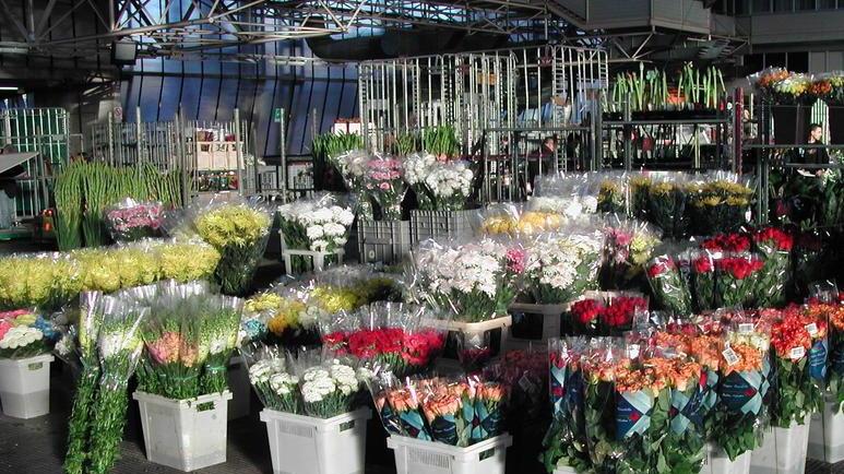 Escluse dagli aiuti le aziende dei fiori in vaso