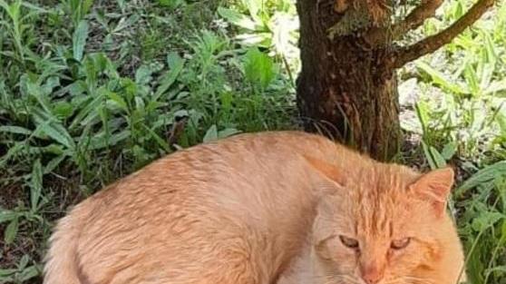 Storia a lieto fine di Ghigo «Grazie alle salvatrici»