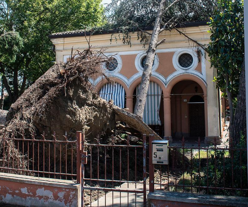 Alberi sulla casa a Migliarino. I dieci residenti sono ancora fuori 