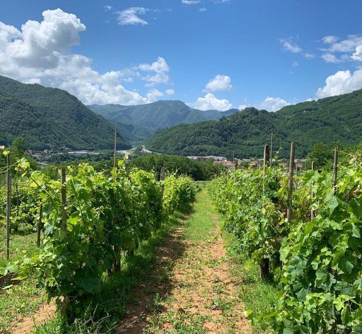 Nel paese delle acque si produce vino grazie all’impegno di due giovani