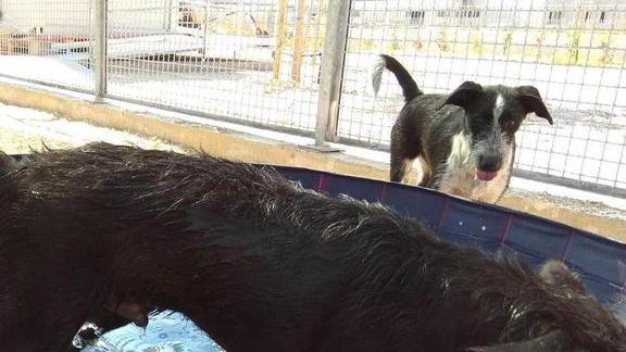 Calendario “Randagi 2021” Un altro anno con cani e gatti