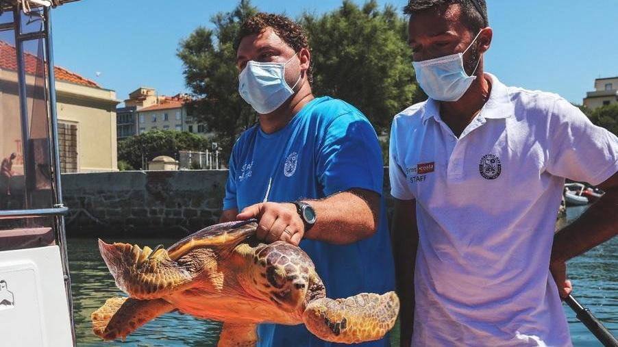 Era rimasta impigliata in una rete da pesca Ma ora Nanuk è libera