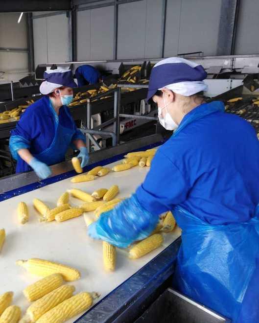 La filiera del mais Raccolto e cotto nell’arco di un giorno