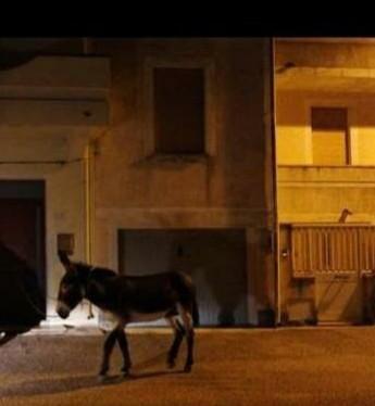 Nella notte sgarbo a don Mongili: un asino abbandonato davanti a casa sua