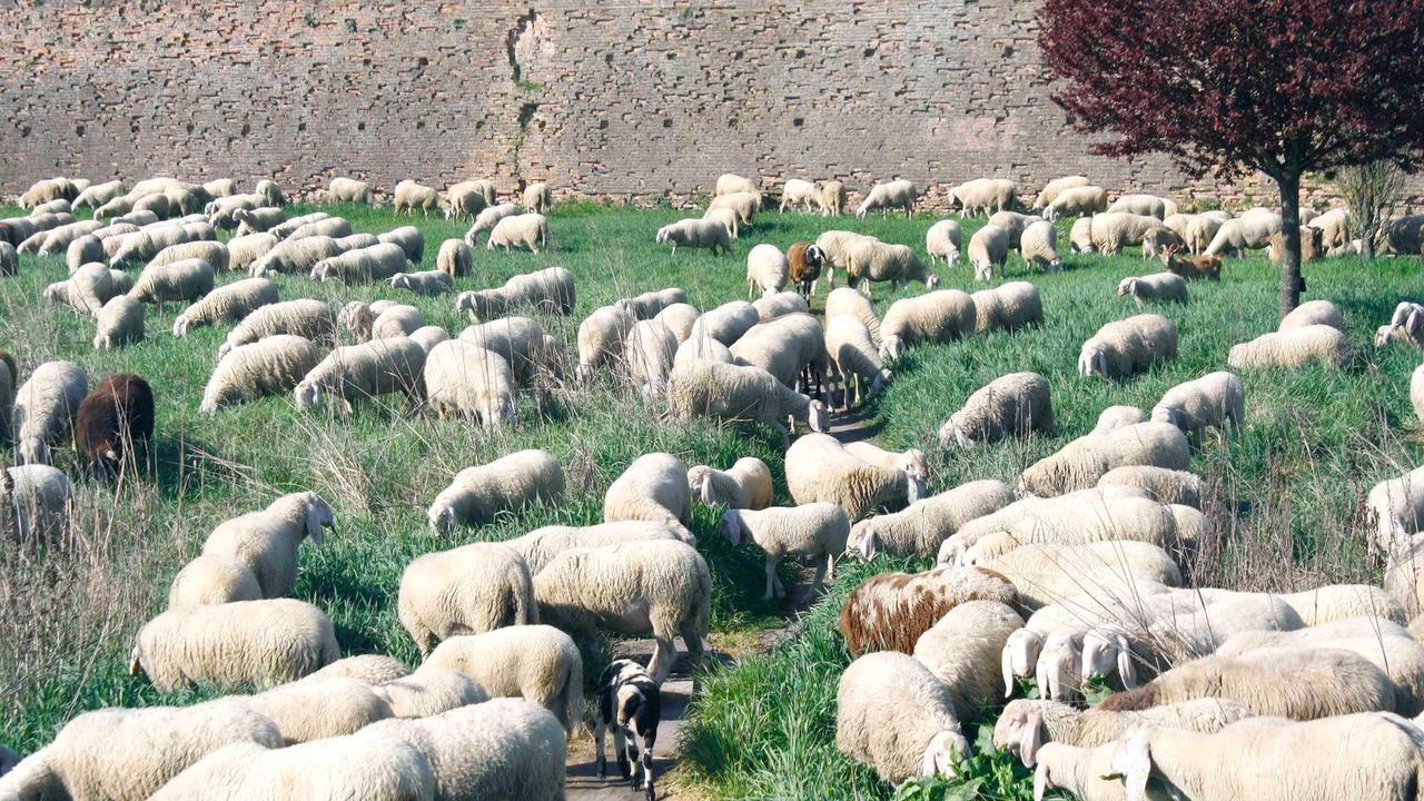 Blitz del Nas in un allevamento di ovini a Brescello, sequestrati 126 animali