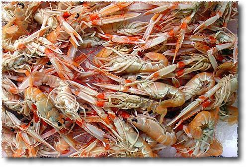 Scampi mangia-plastica, a rischio la salute dei consumatori: studio dell'ateneo di Cagliari