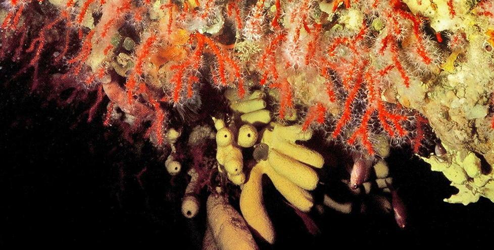 MercaRiciclando, due giorni tra mostre d’arte e musica 