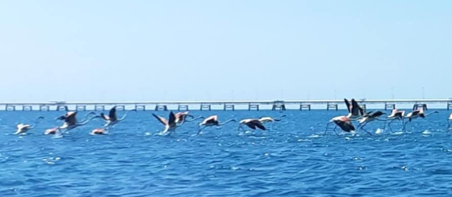Lo spettacolo dei fenicotteri e il mare si tinge di rosa 