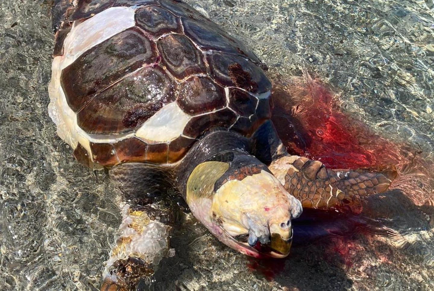 Allarme in spiaggia per una tartaruga 