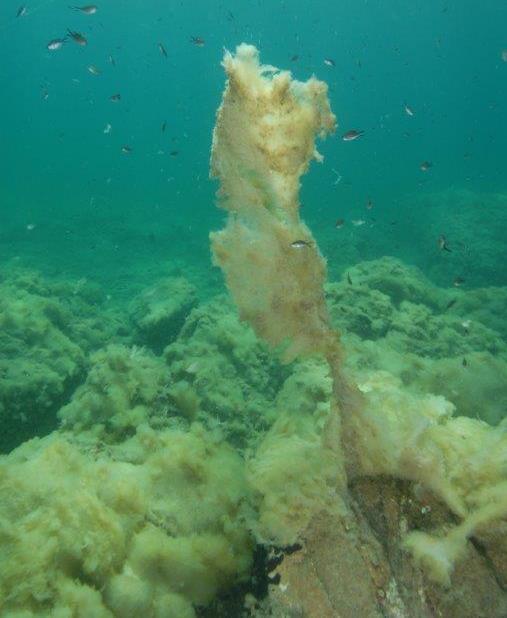 Capo Caccia, i fondali soffocati dalla mucillagine 