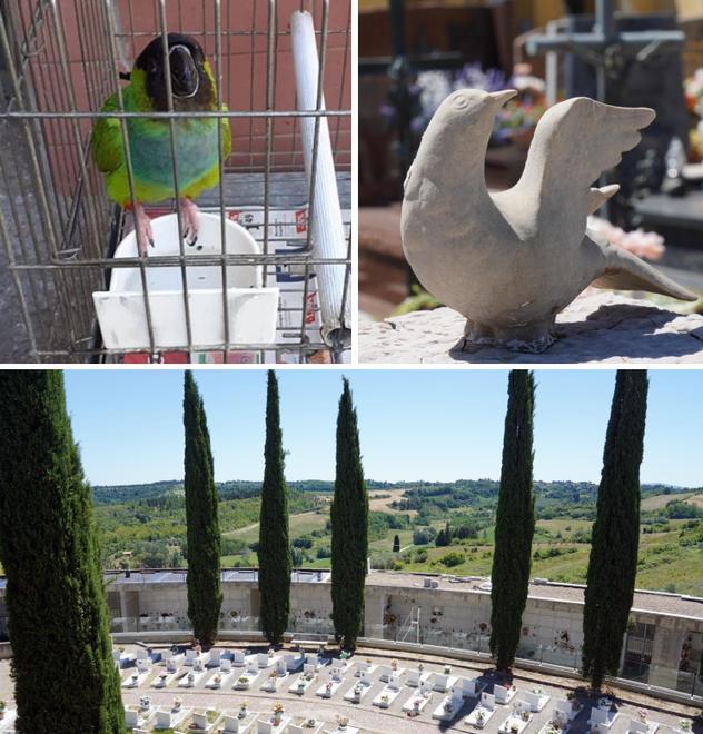 Il pappagallo fugge nel cimitero