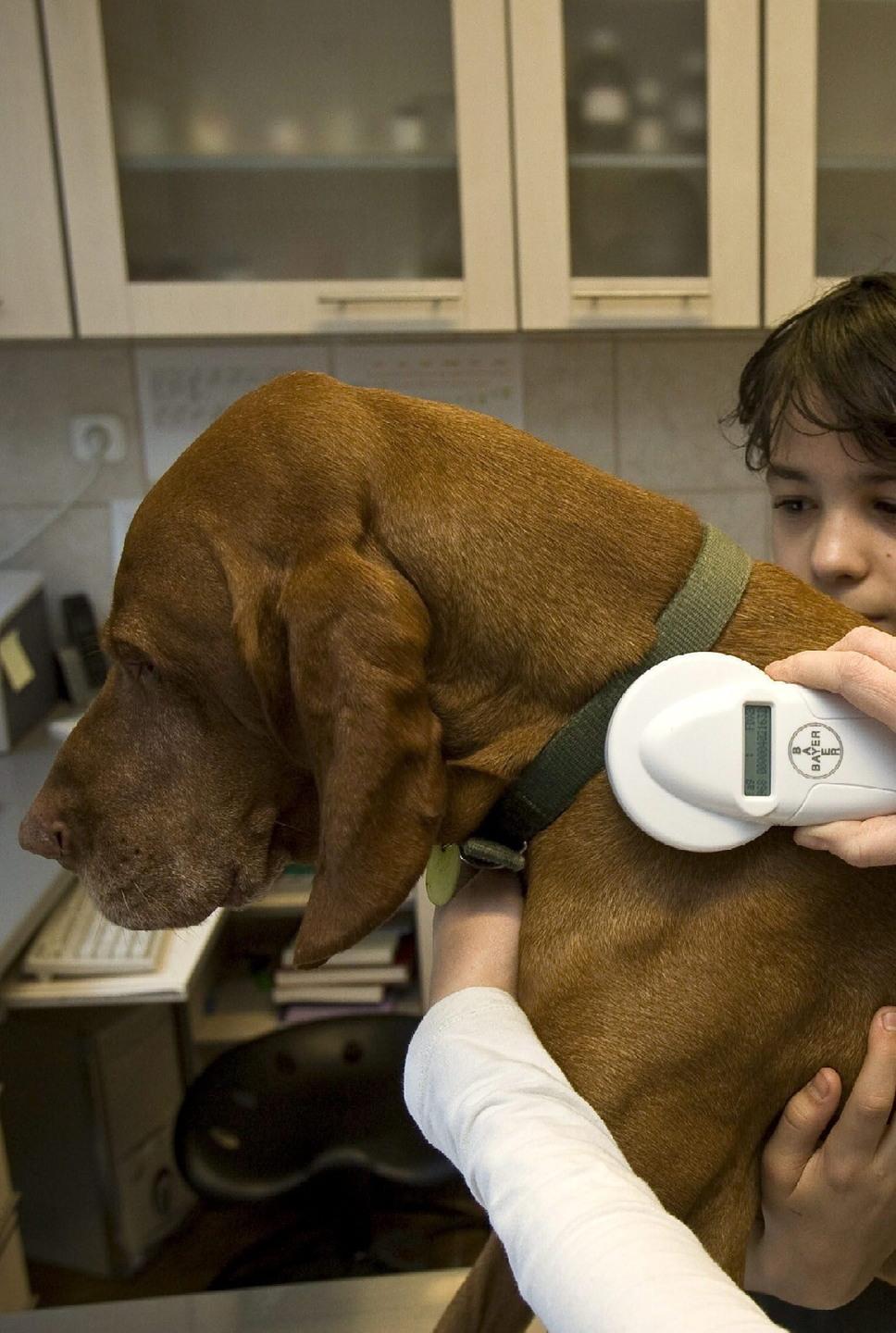 Riprende il servizio dell’anagrafe canina