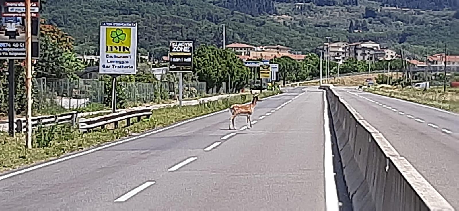Uno dei due daini sul viale Fratelli Cervi