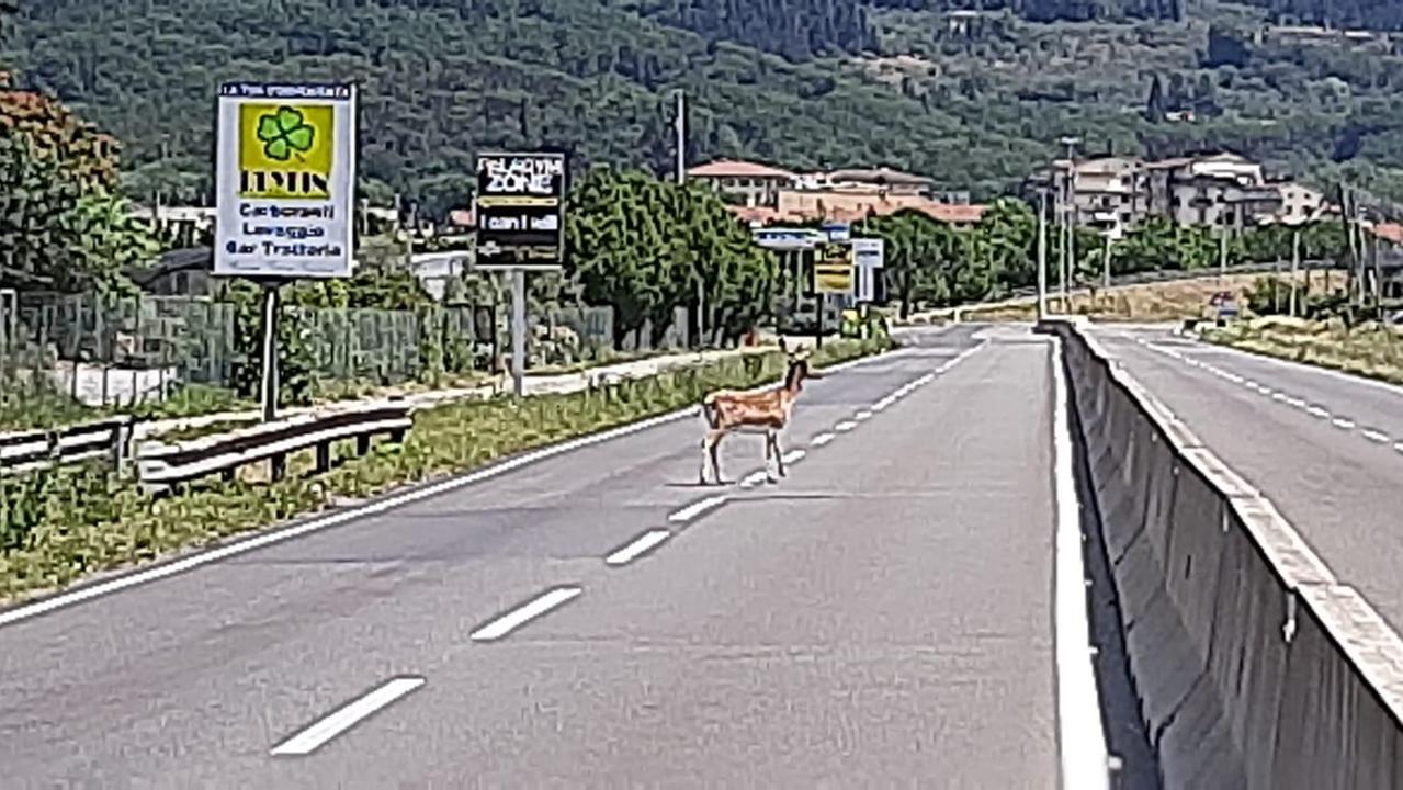 Uno dei due daini sul viale Fratelli Cervi
