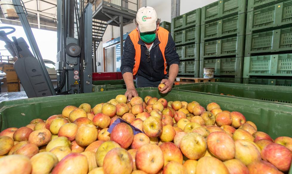 Mele e pere in ripresa Bergami: cinque punti per puntare al rilancio 