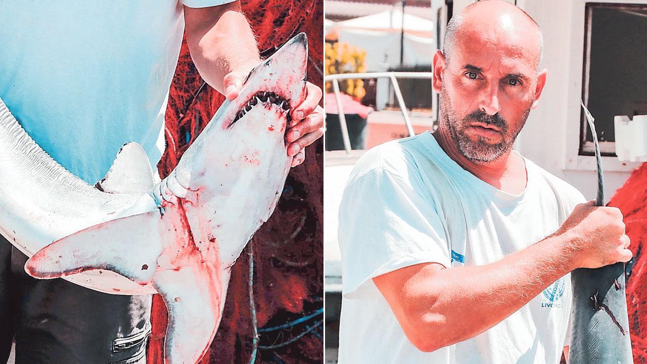 Squalo Mako impigliato nella rete di un pescatore al largo di Livorno