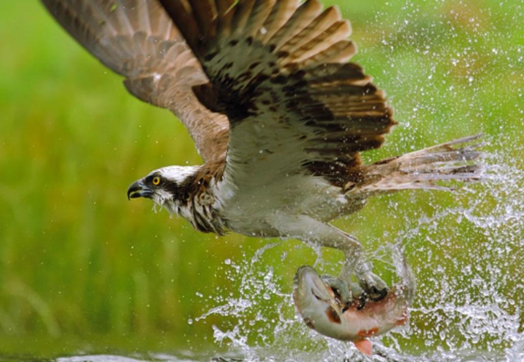 Il falco pescatore è tornato in Sardegna