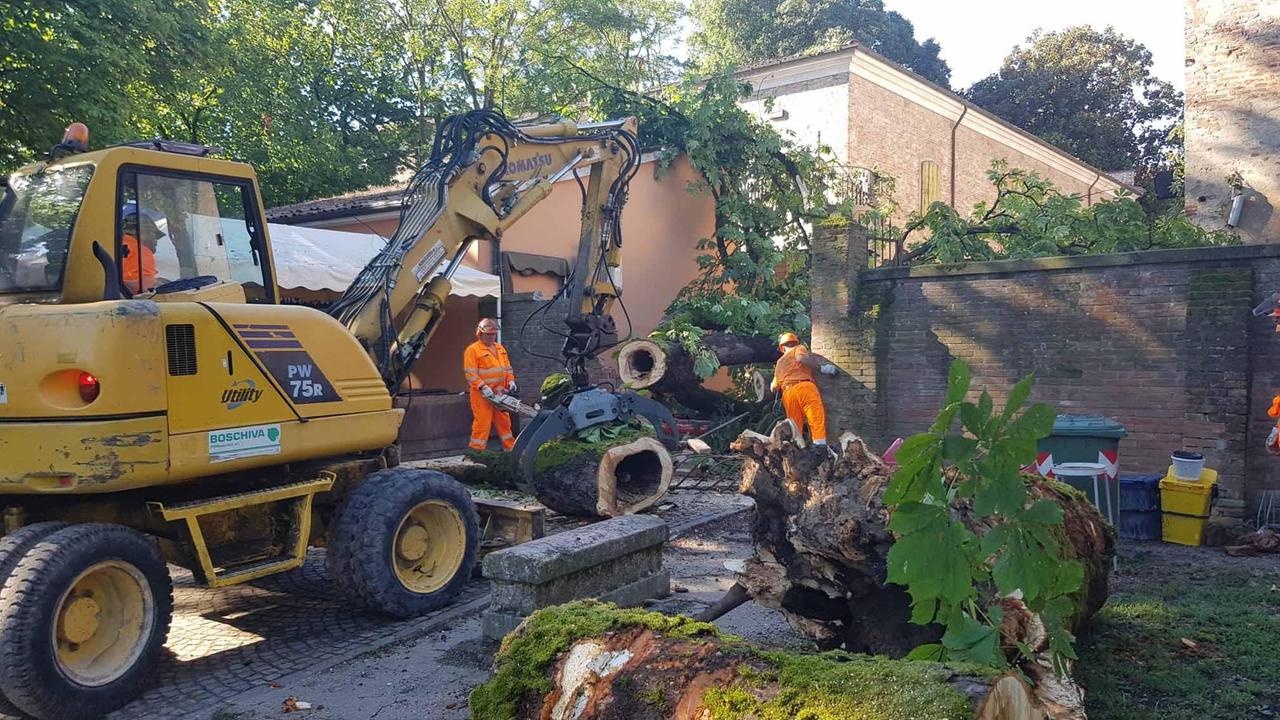 Un altro crollo al Parco Massari, cade un ippocastano