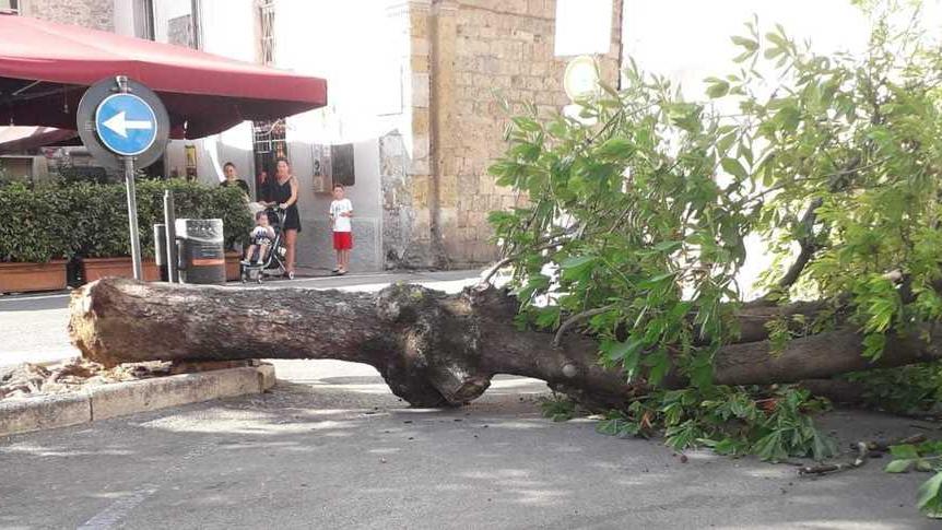 Tragedia sfiorata: caduto un albero in pieno centro a Pietrasanta
