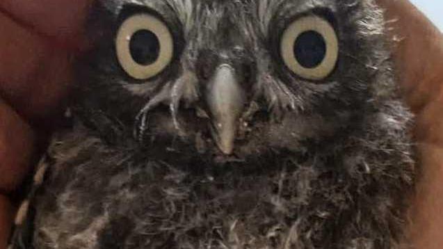 Civetta ferita all’ala salvata dai vigili