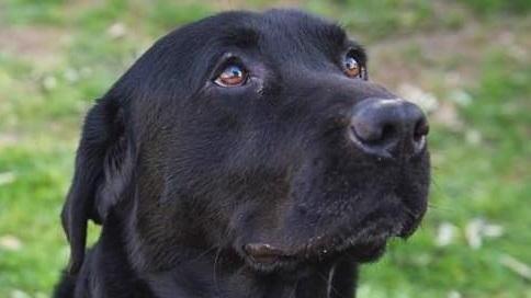 «Scomparsi in pochi giorni quattro cani di razza»