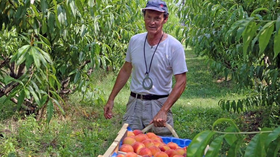 Pesche, il piatto piange La produzione è ai minimi