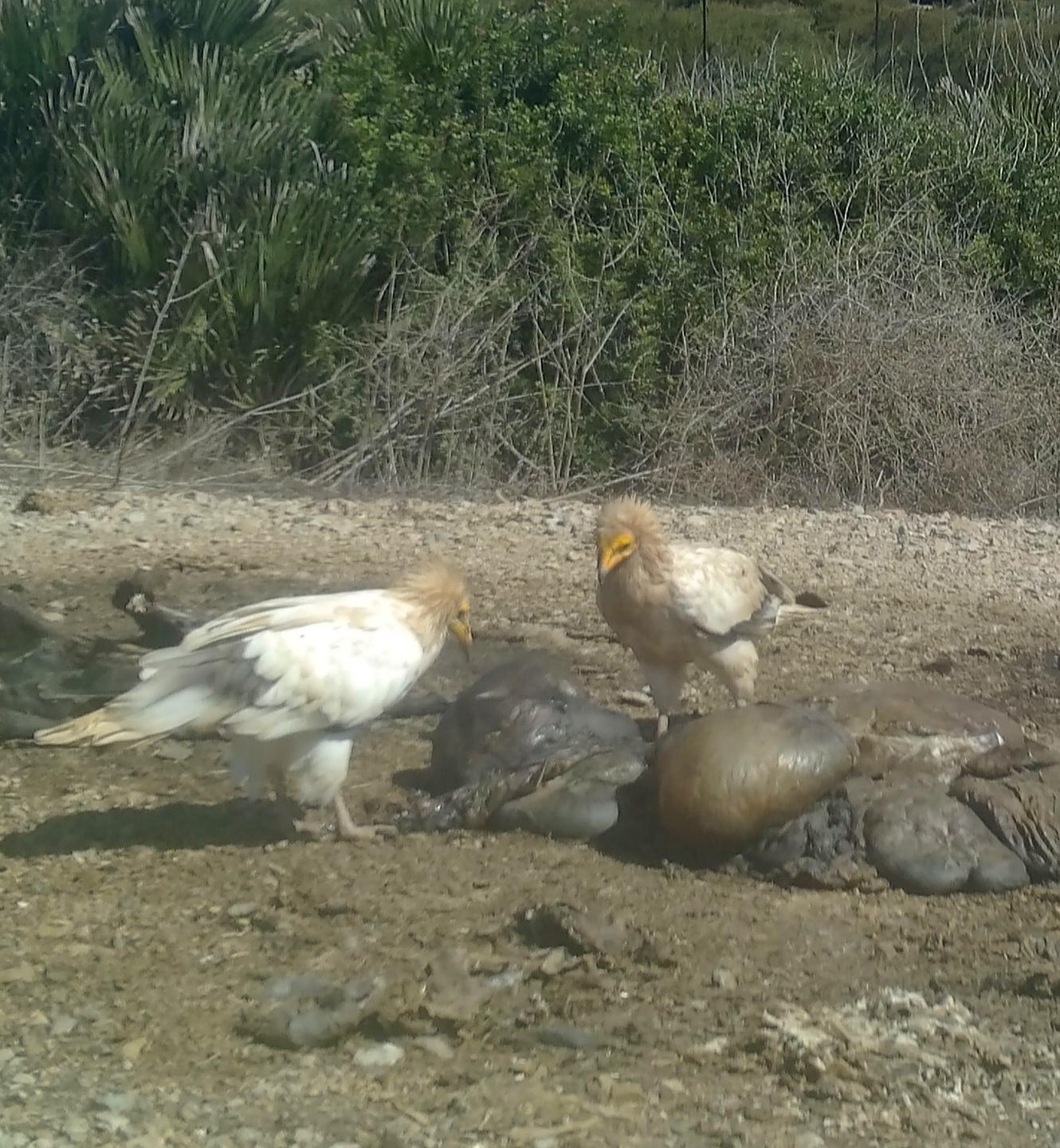 Nei cieli sardi la salvezza dei grifoni 