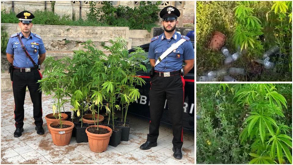 Le 16 piante di marijuana sequestrate dai carabinieri di Castiglioncello nell’appezzamento di terra di Nibbiaia, un particolare dell’orto del bagnino, con le piante e delle bottiglie per innaffiarle e l’infiorescenza delle piantine sempre nell’appezzamento di terra