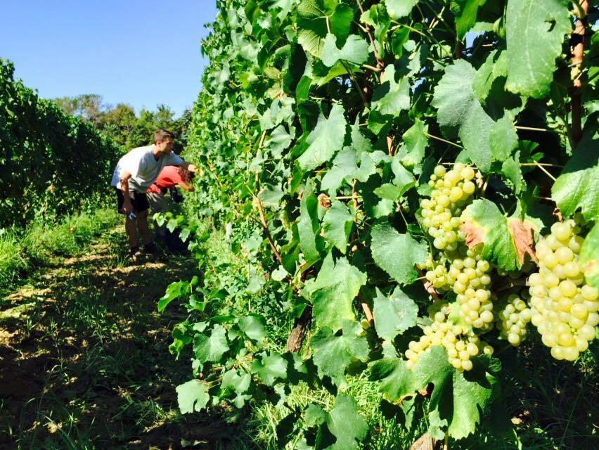 Vendono il vino e incassano i soldi hackerando il sito dell’azienda 
