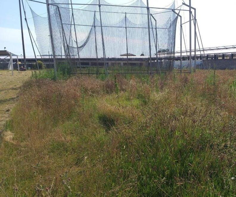 Un’immagine eloquente dell’erba alta allo stadio comunale di Pescia