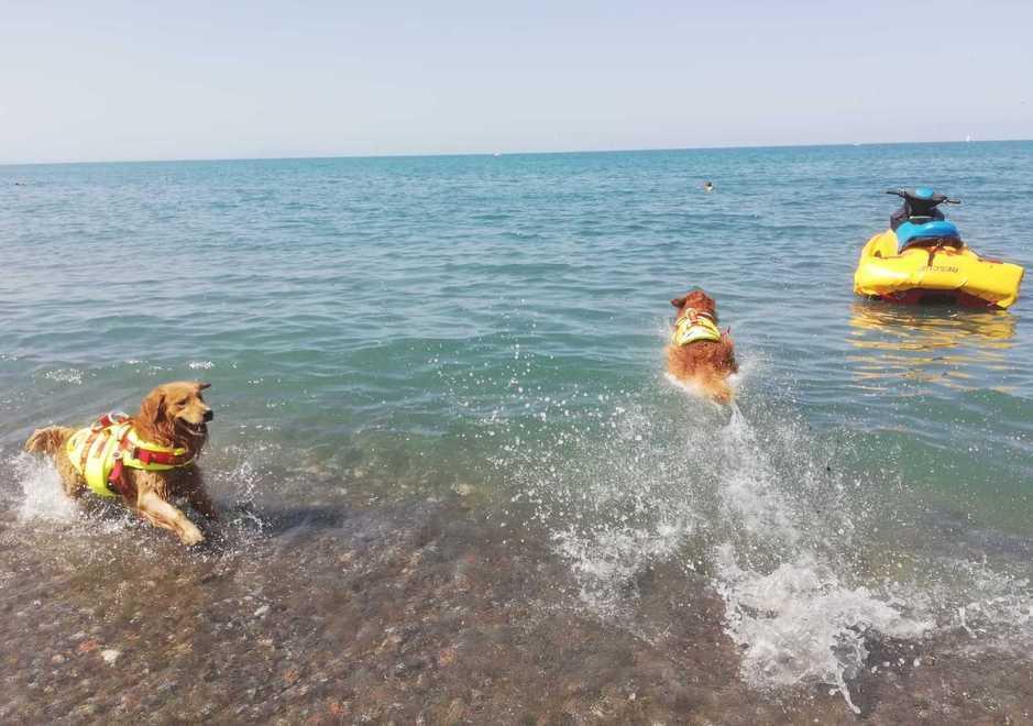 A Cecina in spiaggia anche i cani da salvataggio. E alle Gorette è attivo il Punto azzurro 
