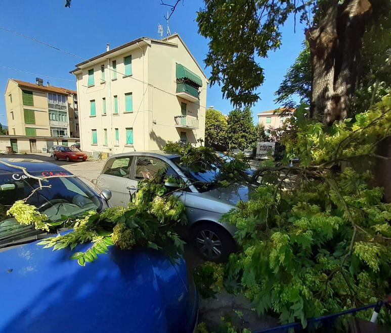Empoli, paura per l’albero che cade vicino alle persone 