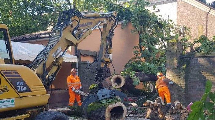 Il Massari sembra un bowling Gli alberi cadono come birilli